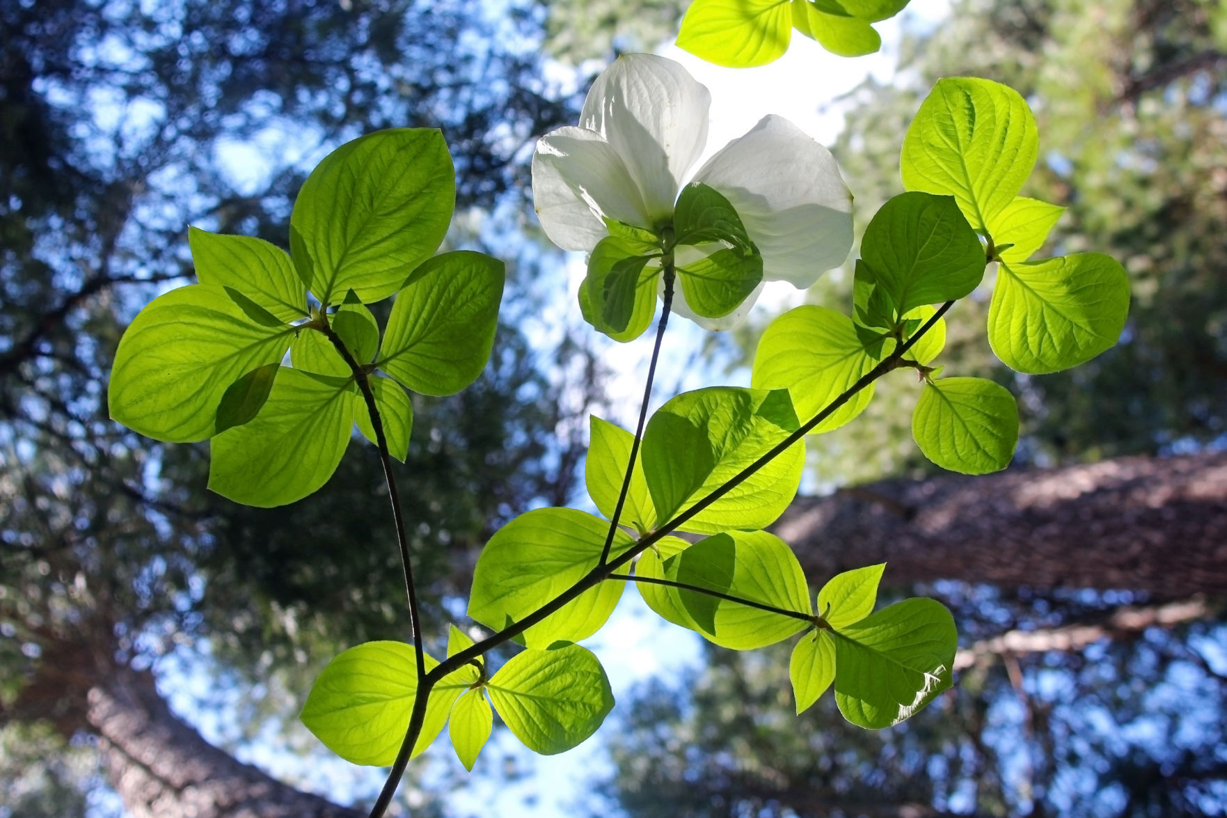 Master Gardeners: Native plants that thrive in the shade